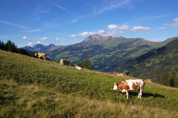 瑞士牧场