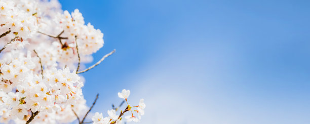 素雅花卉海报