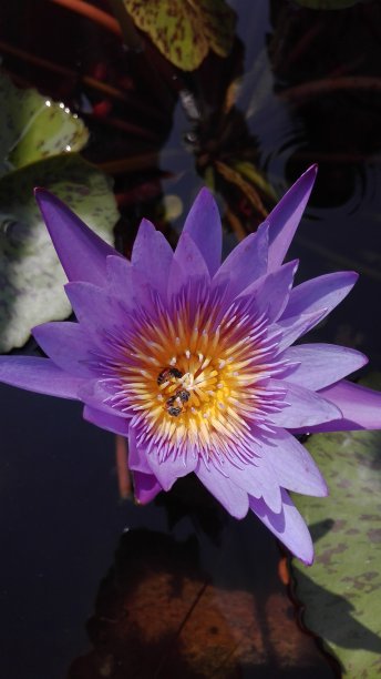 清新紫色花摄影图