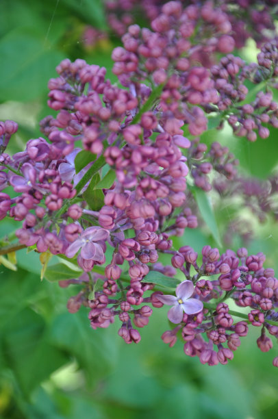 花朵花卉素材