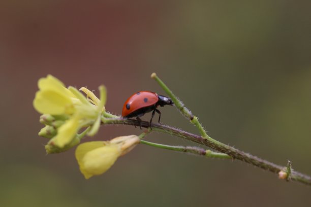 生物体