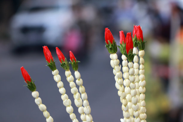 玫瑰花装饰