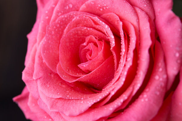 色彩鲜艳的玫瑰花特写