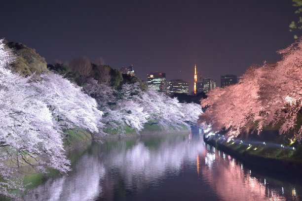 赏花胜地