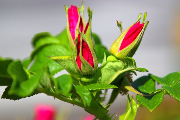 杜鹃花林