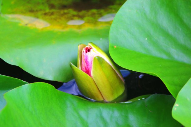 杜鹃花林