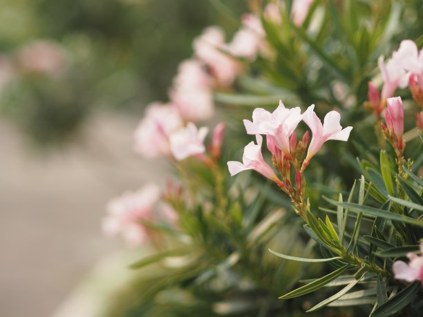 洛阳市花