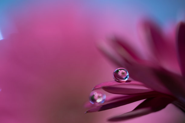 花儿与水滴