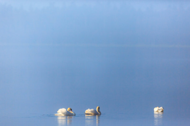 湖面水面的天鹅