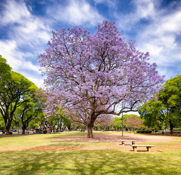 蓝花楹树