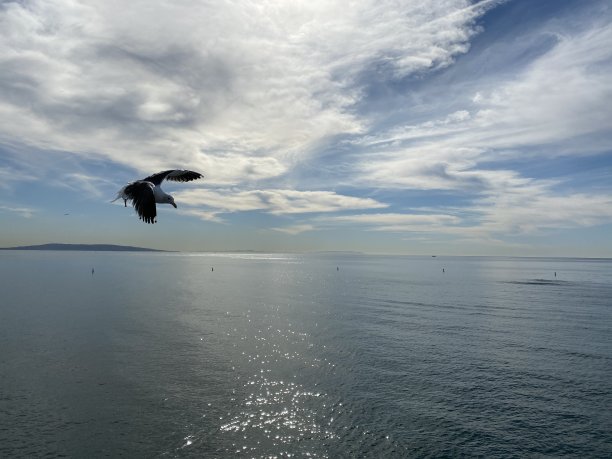 蓝天大海海鸥背景