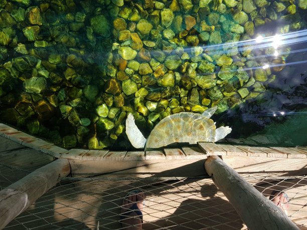 彩色海龟