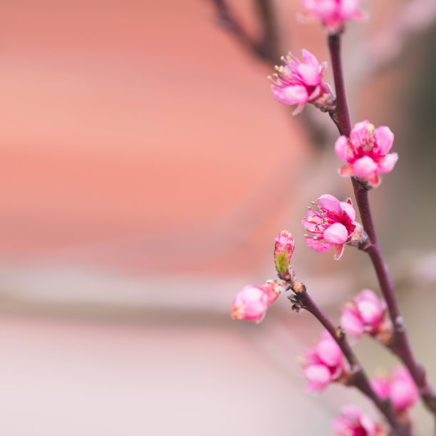 美丽的丁香花