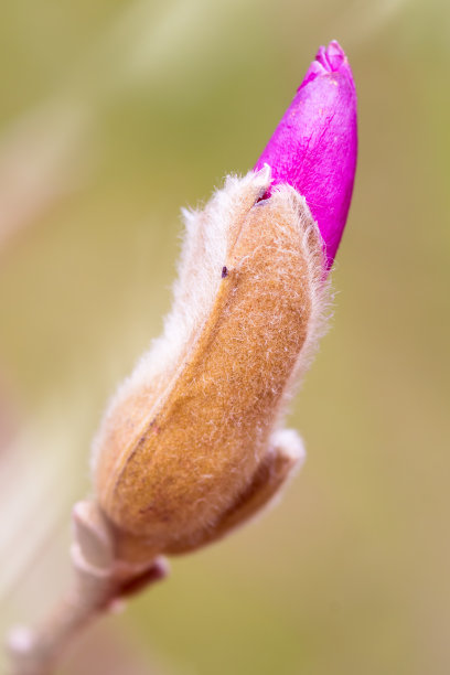 淡紫色玉兰花朵特写
