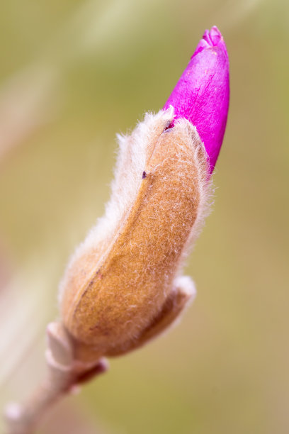 丁香花特写