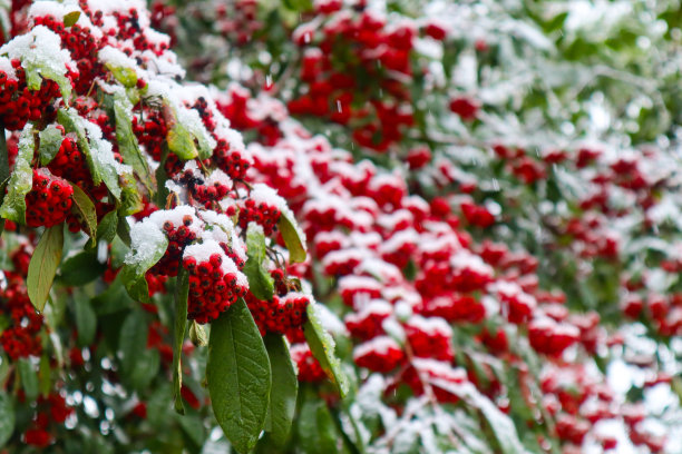 秋分霜降小雪冬大寒