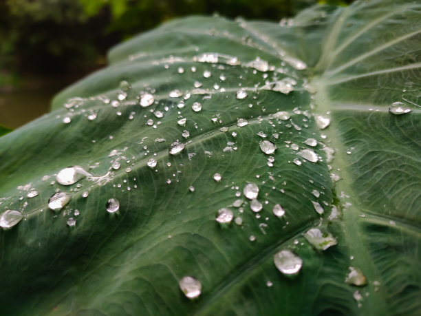 树叶纹水珠