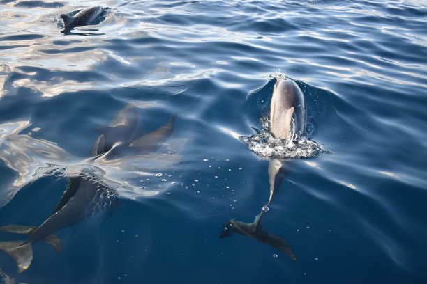 一群海豚
