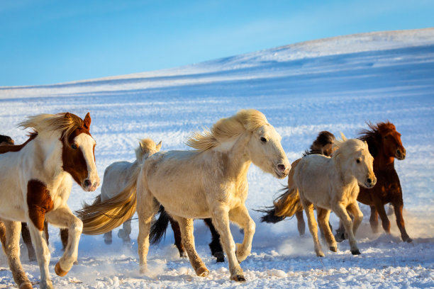 雪地上的马群