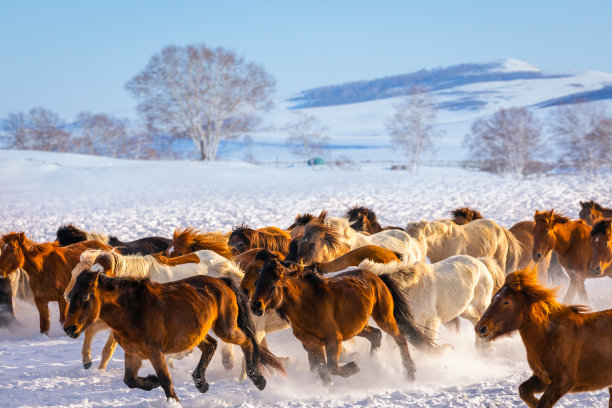 雪地上的马群