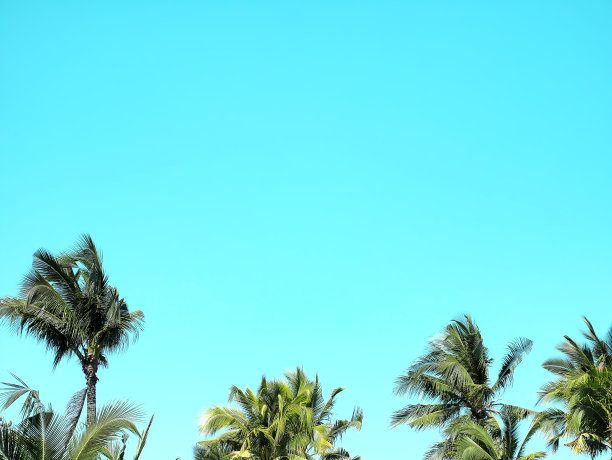 棕榈树下的沙滩