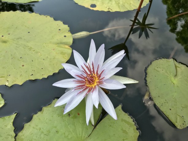 植树节素材