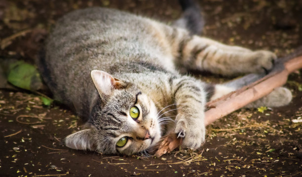 草从猫咪