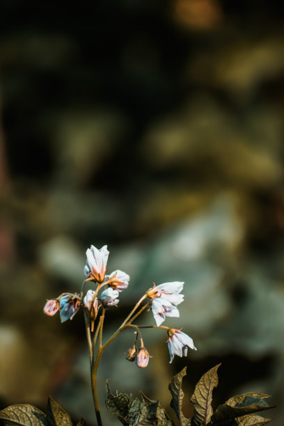 天空下的黄色雏菊