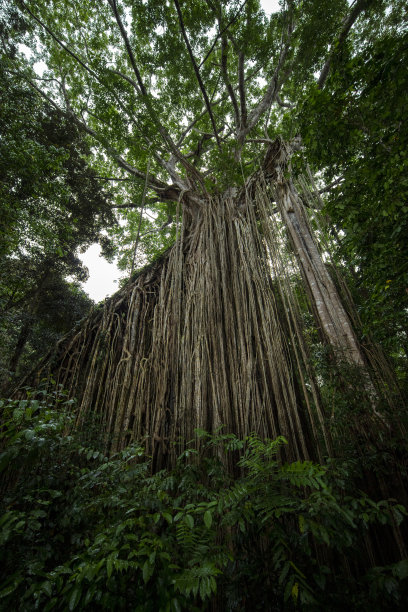 高原山林树木