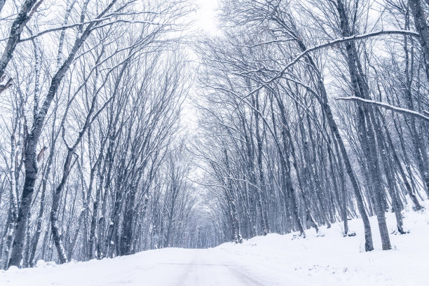 雪原树林公路美景