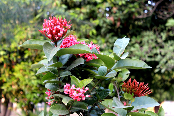 花卉,三角梅