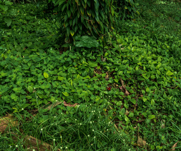 热带雨林,花草