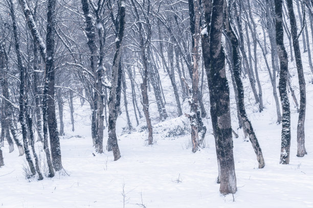 冰雪森林雾淞