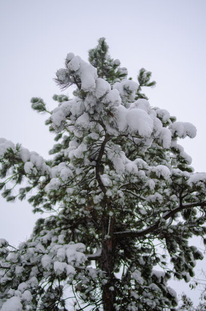 雪松美图