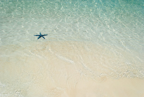 夏日沙滩上的贝壳海星