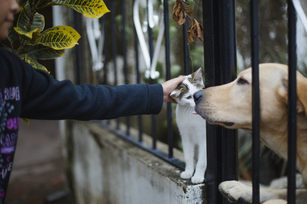 田园犬