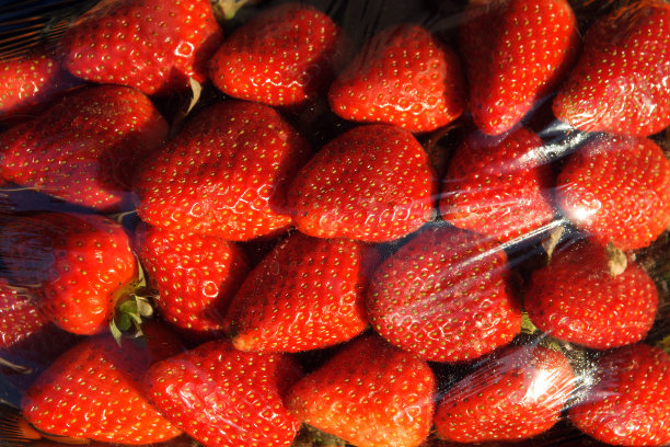 阳光下的草莓