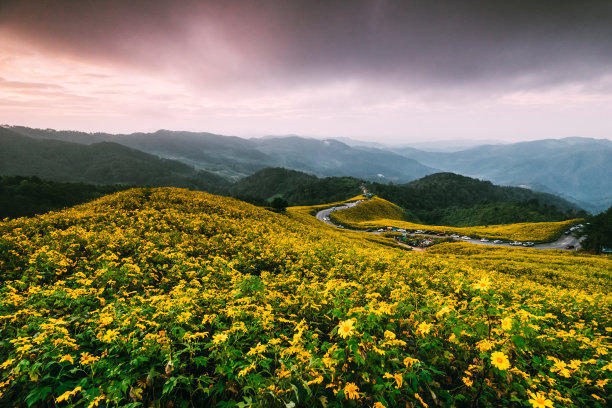 蓝天白云草地花朵背景