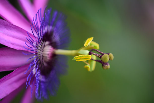 虚化紫色的小花