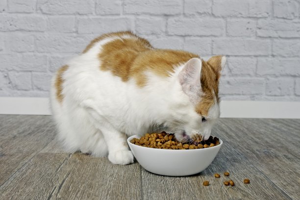 吃猫粮的小猫咪