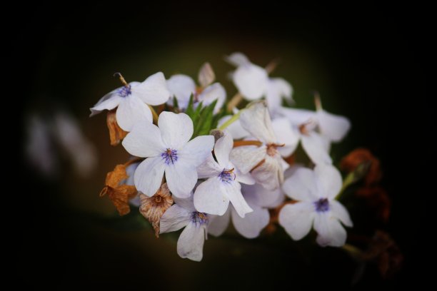 白色樱花,暗色背景