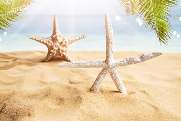 夏日沙滩上的贝壳海星