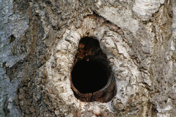 啄木鸟log