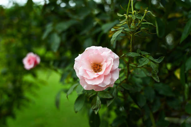 蔷薇花开