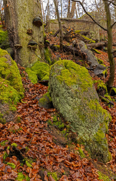 蘑菇石背景素材