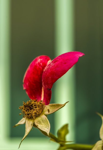 粉色野蔷薇花