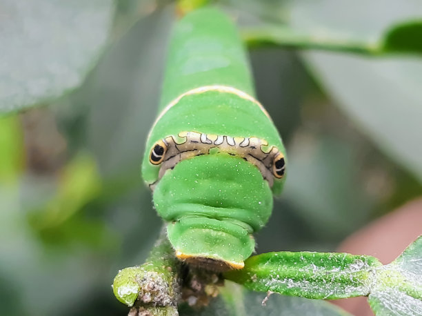 绿植瓢虫