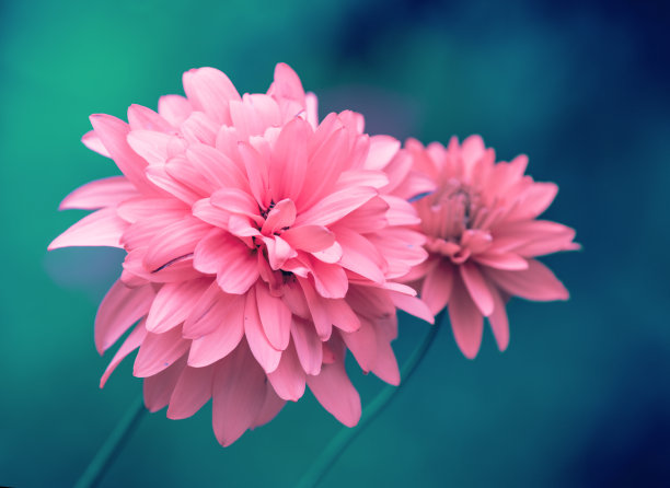  粉色花朵