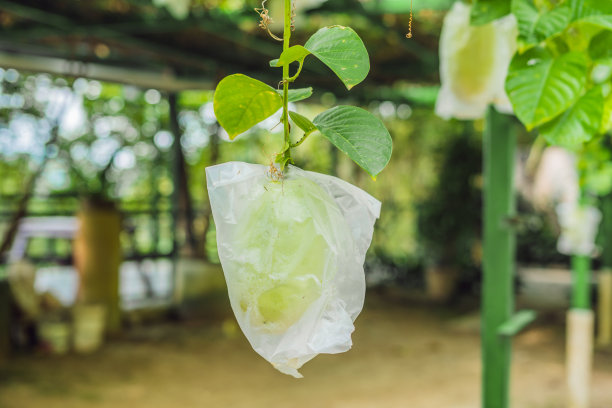 芒果干包装