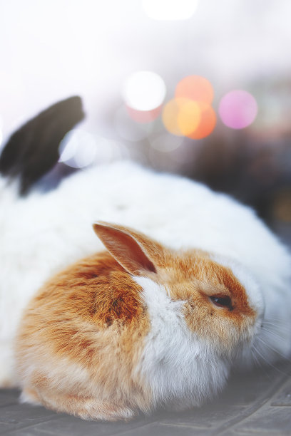 白兔幼崽可爱兔子